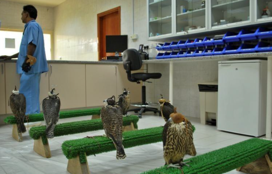 FALCON CLINIC